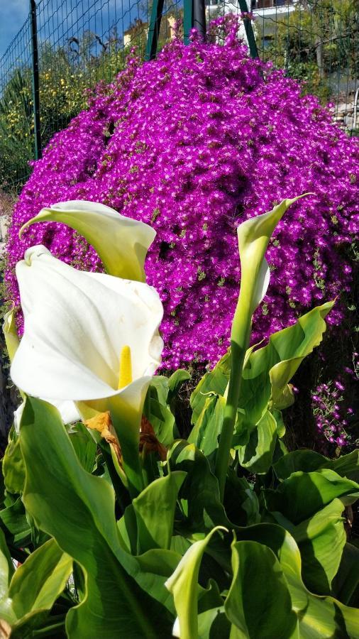 Villa Il Giardino Di Gio' Imperia Exterior foto