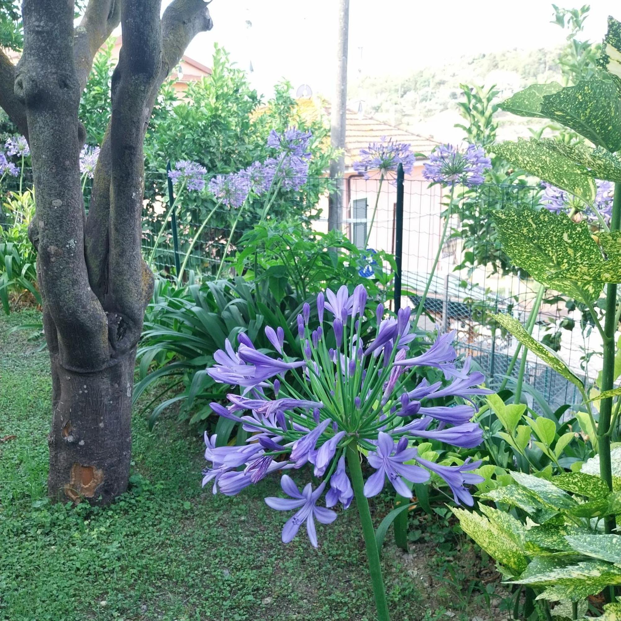 Villa Il Giardino Di Gio' Imperia Exterior foto